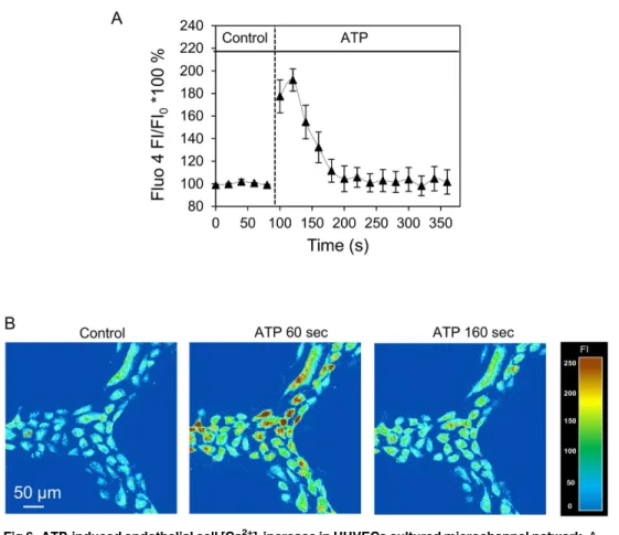 Fig 6. ATP-induced endothelial cell [Ca 2+ ] i increase in HUVECs cultured microchannel network