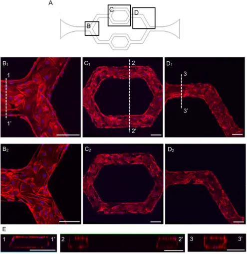Fig 3. The representative confocal images show the HUVECs successfully cultured throughout the inner surfaces of the entire microchannel network