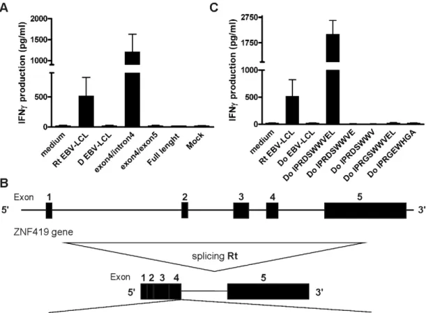 Figure 4. A SNP in the splice donor site between exon 4 and 5 of the ZNF419 gene determines CTL B1 recognition