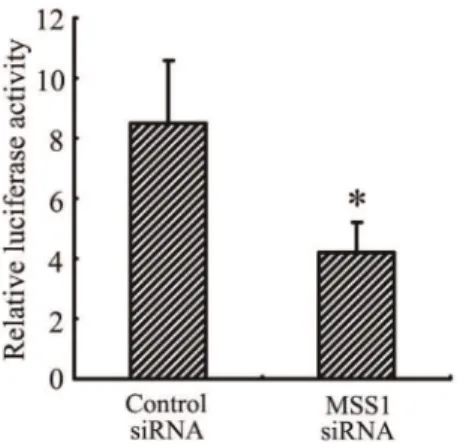 Figure 6. Decreased iNOS expression and NO production by MSS1 gene silencing in LPS-activated microglia