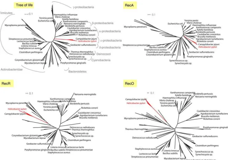 Figure 2. Phylogenetic trees estimated using PHYML program for RecA, RecR and RecO. The reference tree of life was derived from a concatenation of 31 orthologues occurring in 191 species [28]