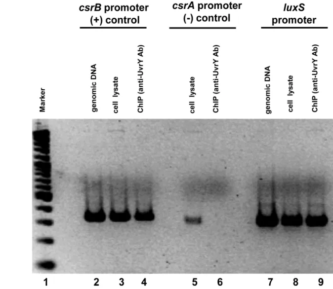 Fig 3. Direct in-vivo binding of UvrY with luxS promoter by chromatin immunoprecipitation assay (ChIP)