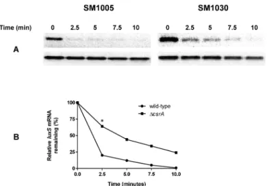 Fig 7. Effect of csrA on message stability of luxS in E. coli. Total RNA was isolated from late logarithmic growth phase