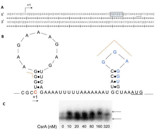 Fig 8. Regulatory interactions of CsrA with luxS upstream region. A. Transcription start site and ribosome binding sites of luxS were indicated