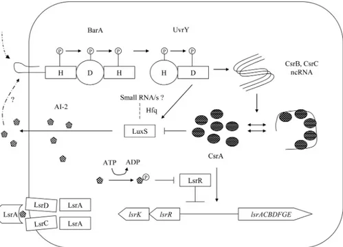 Fig 10. Regulatory circuit of the BarA/UvrY/CsrA with AI-2 based cell-to-cell signaling