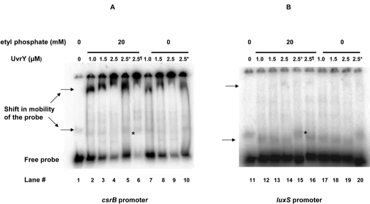 Fig 2. Electrophoretic mobility shift assay (EMSA) demonstrating interaction of UvrY with A) labeled csrB B) labeled luxS promoter