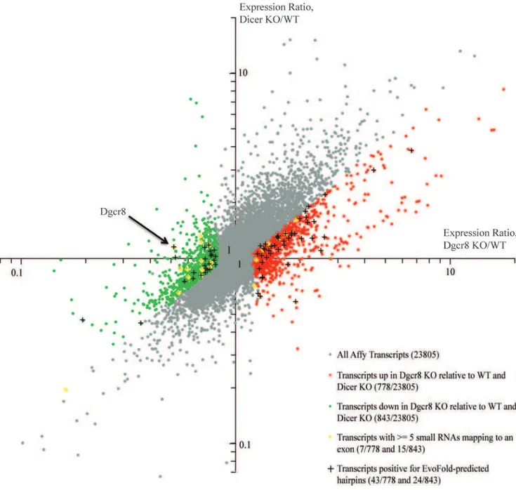 Figure 1. Transcripts differentially regulated in Dgcr8 KO relative to WT and Dicer KO ES cells