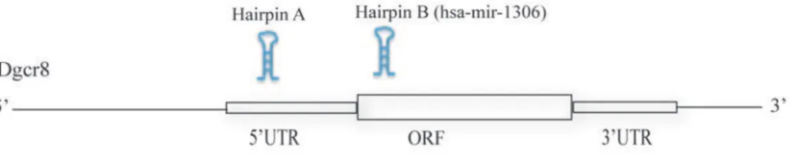 Figure 4. Read distribution across hairpins in the first exon of Dgcr8 in , 200nt small RNA sequencing data from HeLa and HepG2 cells