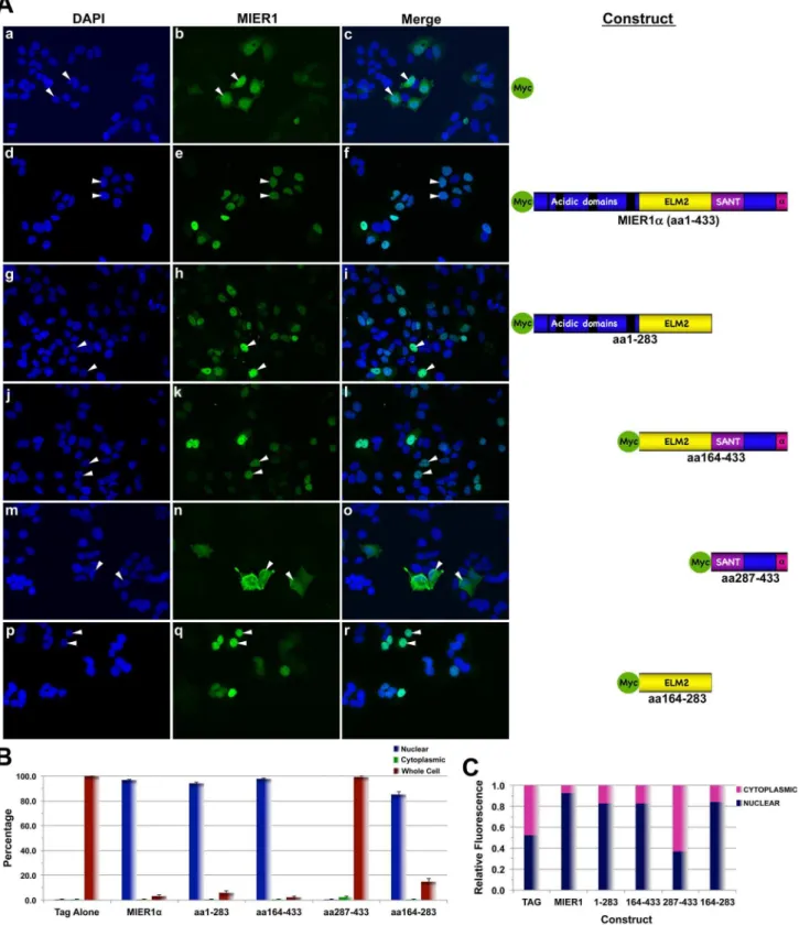 Figure 3. The ELM2 domain is sufficient for nuclear localization of MIER1 a . MCF7 cells were transfected with myc-tag empty vector (panels a-c), myc-tagged full-length MIER1a (d-f) or a myc-tagged MIER1a deletion construct containing either the acidic + E