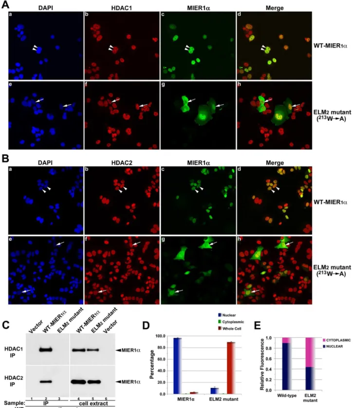 Figure 5. Interaction with HDAC1/2 is required for nuclear localization of MIER1 a . MCF7 cells were transfected with myc-tagged, full- full-length, wild-type MIER1a (a-d) or a full-length, mutant MIER1a (e-h) containing a single point mutation ( 213 WRA) 