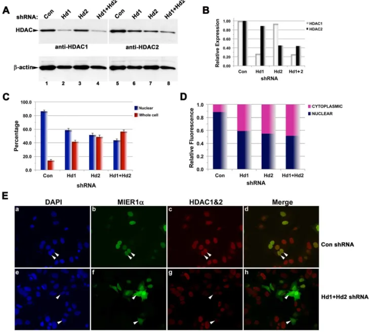 Figure 6. HDAC1 and 2 knockdown reduces nuclear localization of MIER1a. MCF7 cells were transfected with myc-tagged MIER1a and either control shRNA or HDAC shRNA(s), then analyzed by immunoblotting (A–B) or confocal microscopy (C–E)