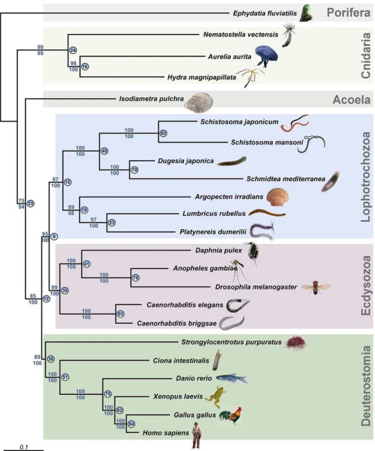 Figure 1. Phylogenetic analysis of 23 animal species using partial sequences of 43 genes