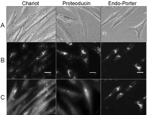 Figure 3. Effects of PCI of transduced Atto488-BSA in sarcoma cells. (A) Phase contrast picture of living sarcoma cells after protein transduction using the transduction reagents Chariot, Proteoducin or Endo-Porter