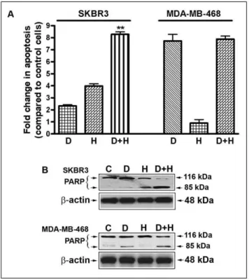 Figure 2. Effects of DIM and Herceptin on apoptosis. (A) Induction of apoptosis in SKBR3 and MDA-MB-468 cells treated with 15 mM of DIM, 0.75 mg/ml of Herceptin, and their combination