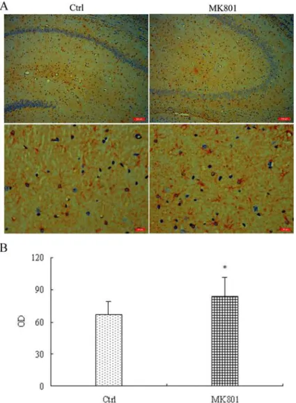 Fig 1. Enhanced GFAP immunoreactivity in hippocampal astrocytes of MK-801-treated rats