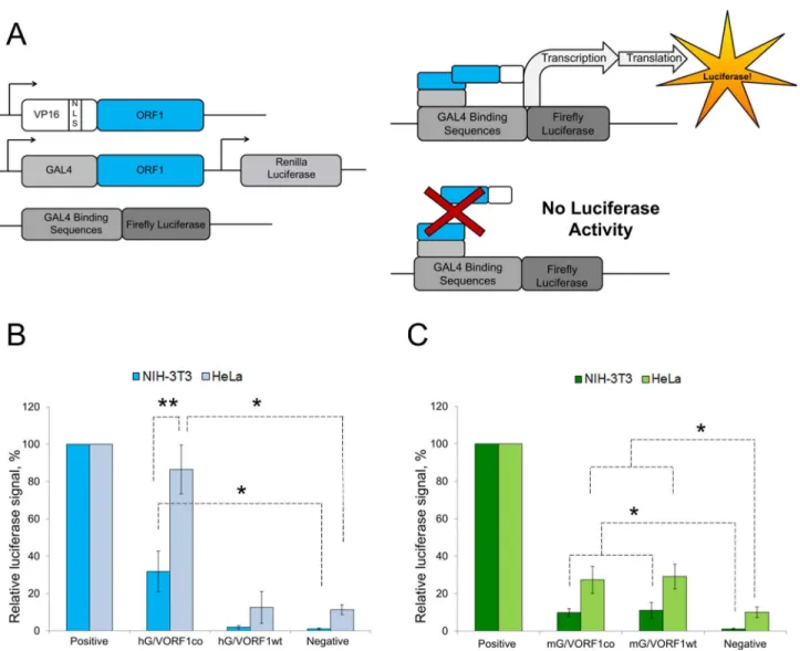 Figure 1.   Analysis of ORF1p interaction using the M2H system.   A. (left) Schematic of the M2H constructs, arrows denote promoters
