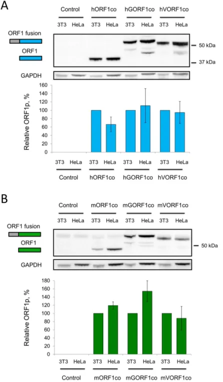 Figure 2.   Analysis of M2H ORF1 fusion protein expression in human and mouse cells.  A