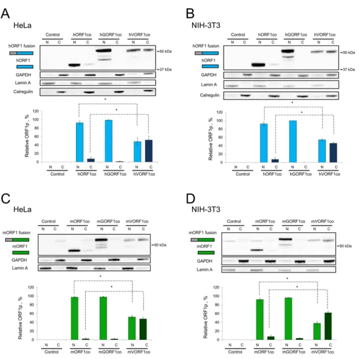 Figure 3.   Analysis of subcellular localization of ORF1 protein fusions in human and mouse cells