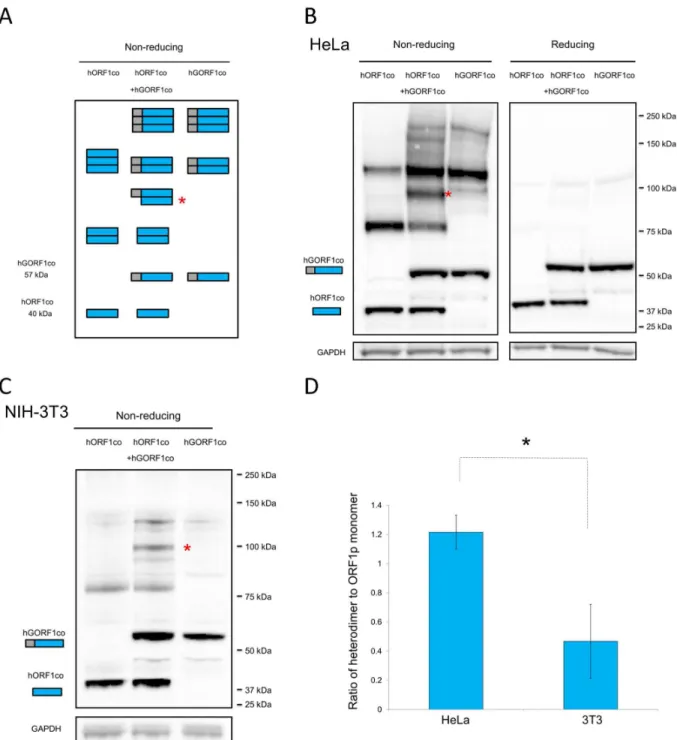 Figure 5.  Analysis of ORF1p interactions in trans.  A. Schematic of predicted ORF1p species expected to be detected if ORF1p heterodimerization  takes  place  when  cells  are  transiently  cotransfected  with  tagged  and  untagged  ORF1p  expression  pl