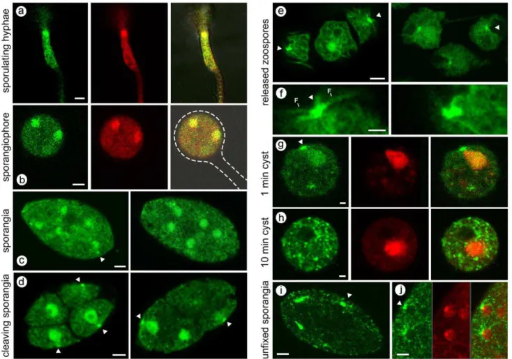 Figure 1. Transformants expressing PiCdc14/GFP under control of native promoter. (A) Hyphae in culture induced to sporulate, with GFP channel (left), red DRAQ5 channel (center), and merged images (right) showing that much PiCdc14/GFP resides in the nuclei