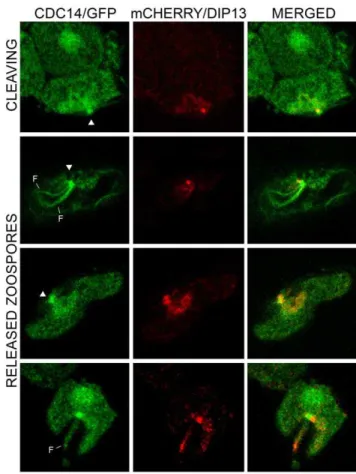 Figure 3. Colocalization of PiCdc14 and DIP13. Shown are the locations of the two proteins in transformants expressing Cdc14 and DIP3 fused to GFP or mCherry, respectively, in a cleaving sporangium (top row) and zoospores (bottom rows)