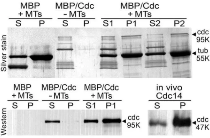 Figure 5. Expression of PiCdc14/GFP using a strong constitutive promoter. Top panels show typical DAPI-stained hyphae from wild type (A) and Ham34-PiCdc14/GFP transformants (B), which appear similar