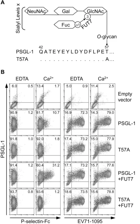 Figure 1. PSGL-1 O -glycosylation at T57 is not necessary for binding to EV71-1095. (A) Schematic structure of the O -glycosylation of PSGL- PSGL-1 and the T57A mutant