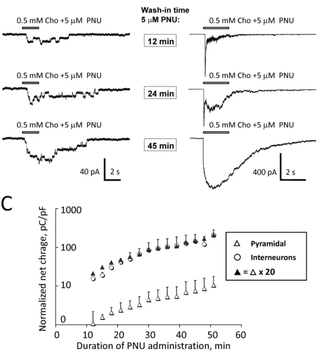 Figure 3. Comparison of the levels of expression of native functional a 7* nAChRs in CA1 pyramidal neurons and CA1 interneurons.