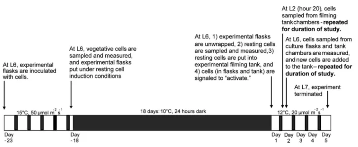 Table 1. Average measures of cell survival, life-stage transitions and population growth within the experimental flasks, and cell distributions within the experimental filming tank.