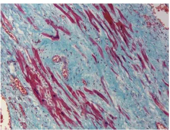 Fig. 3 – A large number of cells of various sizes and forms can be seen in the newly formed connective tissue