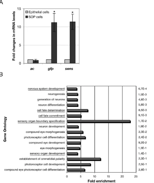 Figure 2. Microdissected SOP cells show specific gene expression and are enriched with genes associated with cell fate determination