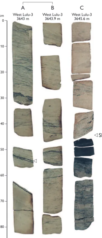 Fig. 7. Core photographs of selected intervals from the middle paralic wedge of the Lulu Formation (Cal-1B sequence) in West Lulu-3 (base lower right, top upper left; for location of core sections, see Fig
