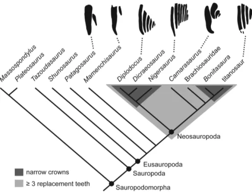 Figure 3. Cladogram of sauropodomorphs showing the optimization of key features related to elevated tooth replacement rates.