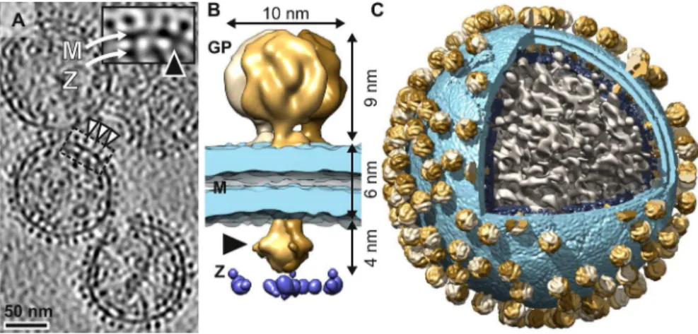 Fig 1. Structure of Lassa virus solved using electron cryotomography and sub-tomogram averaging.