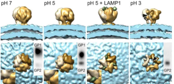 Fig 2. Structural transitions and LAMP1 binding of the LASV GP spikes upon acidification