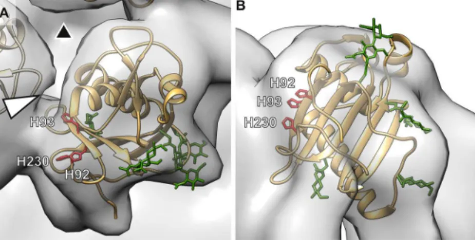 Fig 3. Location of the GP1 subunit in the glycoprotein spike. (A) Crystallographic structure [10](brown ribbon; PDB:4ZJF) was fitted into density (transparent surface) derived by electron cryomicroscopy and subtomogram averaging of GP spikes from virus-lik
