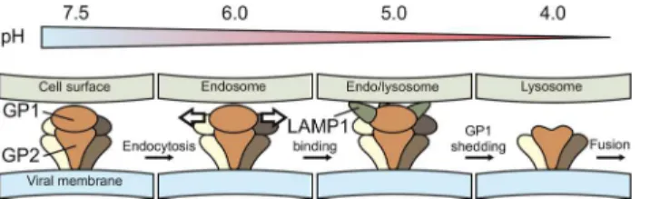 Fig 4. Model for Lassa virus entry. A schematic representation of a hypothetical entry model, derived from the structures determined in this study, is shown