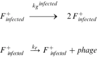 Figure 6A), i.e., about 60 phage particles are produced per hour by each infected cell.