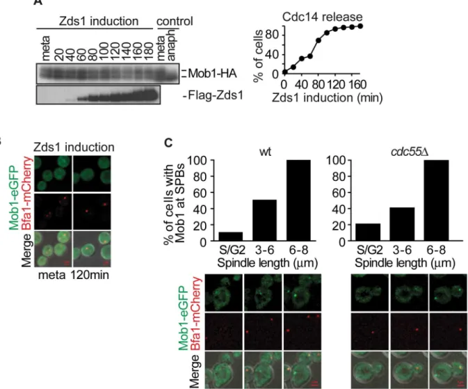 Figure 6. PP2A Cdc55 inactivation is insufficient to induce Dbf2–Mob1 activation. (A) Mob1 phosphorylation is not affected by PP2A Cdc55 downregulation after Zds1 induction