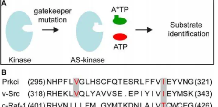 Figure 1. Design of the analog-sensitive Prkci. (A) A space- space-creating mutation (‘‘gatekeeper mutation’’) is introduced into the kinase ATP binding pocket which allows the analog-sensitive (AS) kinase mutant to accept a bulky ATP analog (A*TP) require
