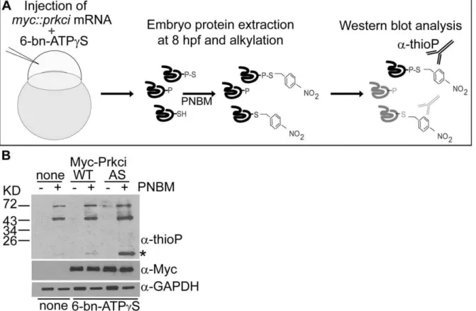 Figure 4. Thiophosphorylation of substrate proteins by Prkci I316 in the zebrafish embryo