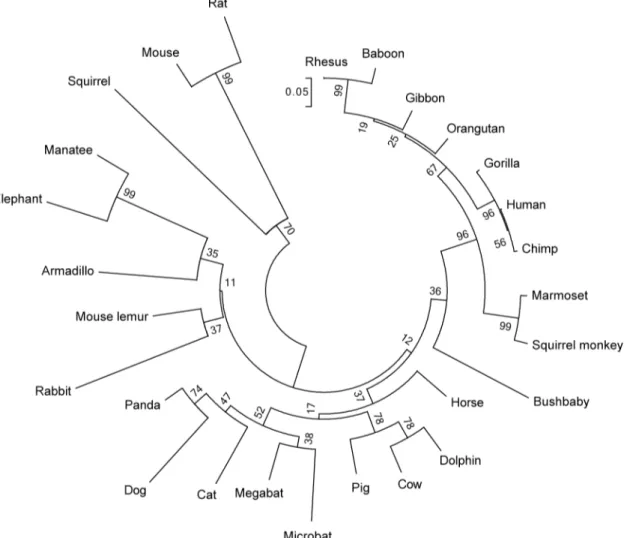 Fig 4. Gephyrin splice variant-specific recruitment of GlyR α1-βE9A-3. (A-E) Images of transfected primary hippocampal neurons show HA-α1-βE9A-3 and EGFP-tagged gephyrin splice variants