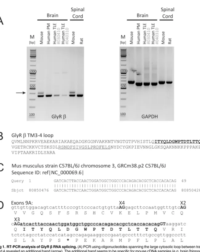 Fig 1. RT-PCR analysis of GlyR β RNA splicing. (A) PCR using oligonucleotides spanning the large cytosolic loop between transmembrane domains 3 and 4 revealed an additional band (arrow)