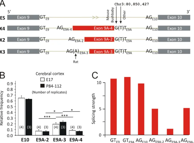 Fig 2. Species-specific alternative RNA splicing of GlyR β exon 9A. (A) The scheme illustrates four alternative splicing patterns regarding novel exon 9A in mice