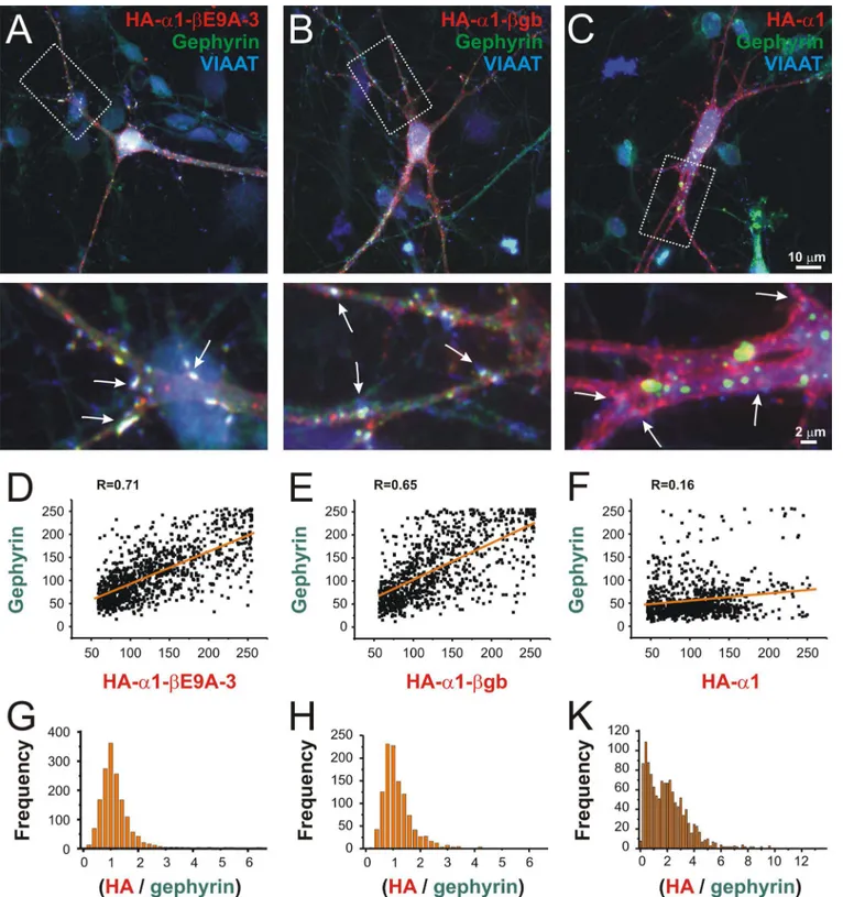 Fig 3. The exon 9A-3-coding sequence facilitates postsynaptic GlyR localization in the somatodendritic compartment of primary spinal cord neurons