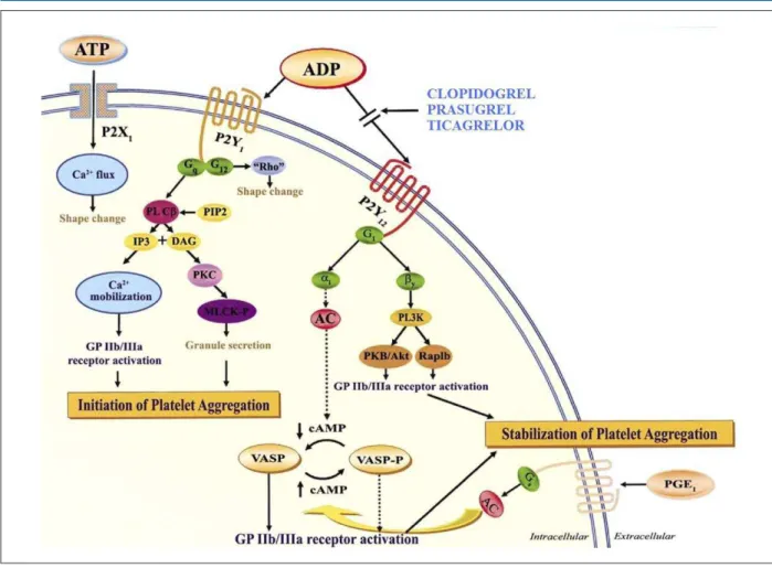 Figure 1 - P2 platelet receptors.
