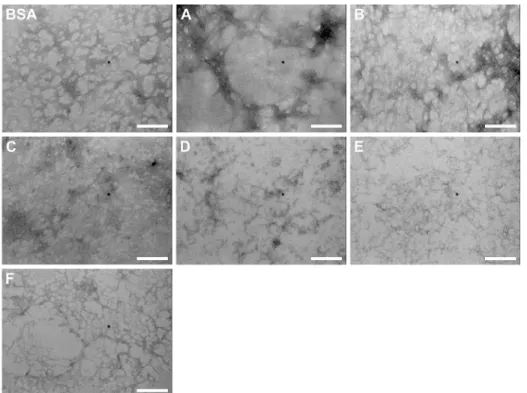 Fig 9. Transmission Electron Microscope (TEM) images of the BSA fibril formed with or without the chaperones (A, B, C, D, E, F and G) at a molar relation of BSA: chaperones 1:1, in buffer Tris (pH = 7.4, 20 mM) and 75°C