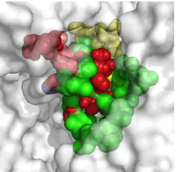 Fig 5. Meta-structure of pharmacophore. A structural alignment using Pymol, whereby the interaction zones between β-amiloyd 17–42 (Aβ 17–42 ), IAPP and Eisenberg’s pharmacophore molecules and the chaperons were set in position with the interaction zone bet
