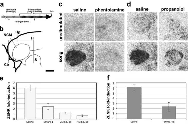 Figure 2. Systemic injections of a-adrenergic receptors antagonists block song-induced gene expression