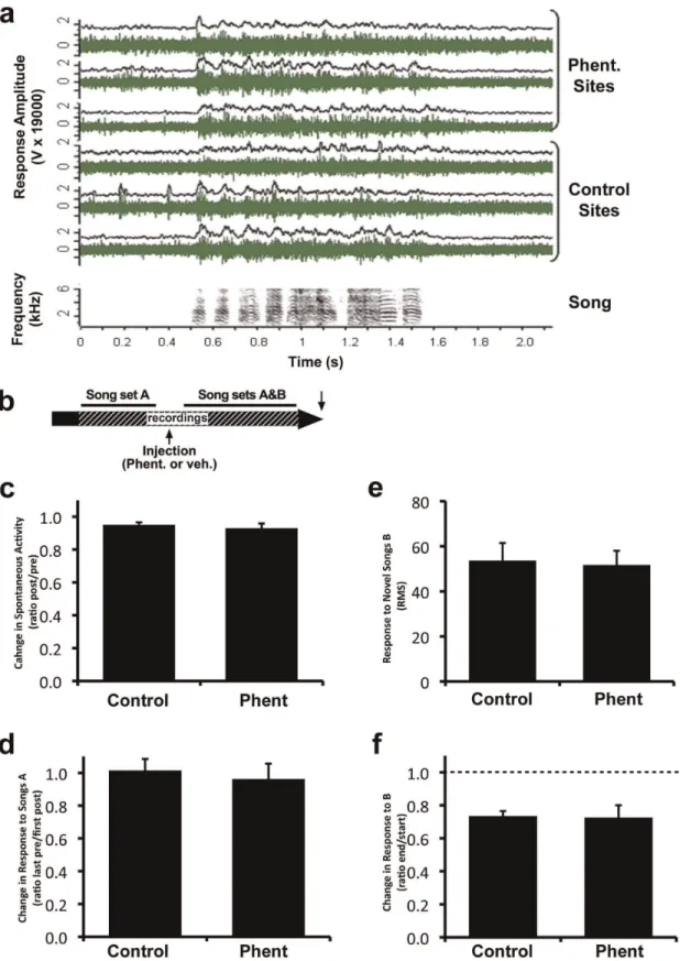 Figure 4. Alpha-adrenergic blockade does not affect short-term responses in NCM. a) Representative responses to a song stimulus shown as raw multi-unit activity (green), and as RMS (black, 20 ms bins) for 6 simultaneously recorded sites (3 in the phentolam